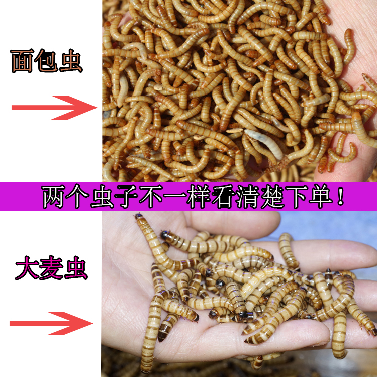 盒装面包虫活体黄粉虫活虫鸟食鱼饲料画眉鸟仓鼠鲜活大麦虫包邮-图1