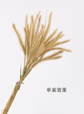 原生态天然狗尾巴草风干兔尾巴草干花束民宿店铺橱窗装饰花艺摆件