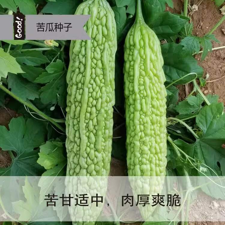 【现摘】河南新鲜苦瓜新鲜蔬菜农家自种当季凉瓜一整箱包邮到家-图0