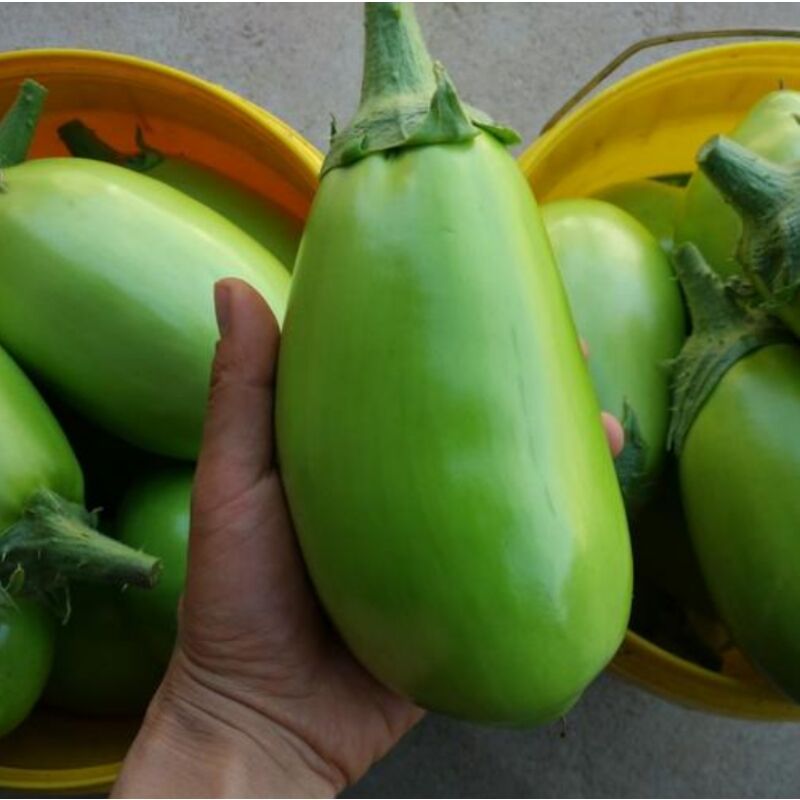 新鲜茄子农家自种青茄子新鲜疏菜现摘现发绿皮青茄子批发当季蔬菜 - 图2