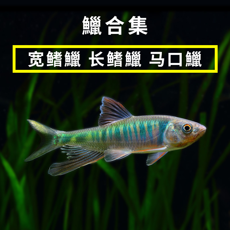 网红长鳍鱲桃花鱼宽马口虾虎鳑鲏观赏鱼凶猛原生冷水淡水鱼宽鳍鱲-图2