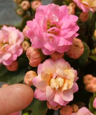包邮超级大花女神金狐狸巴黎布朗变色长寿花带花苞阳台盆栽花卉 虎窝淘