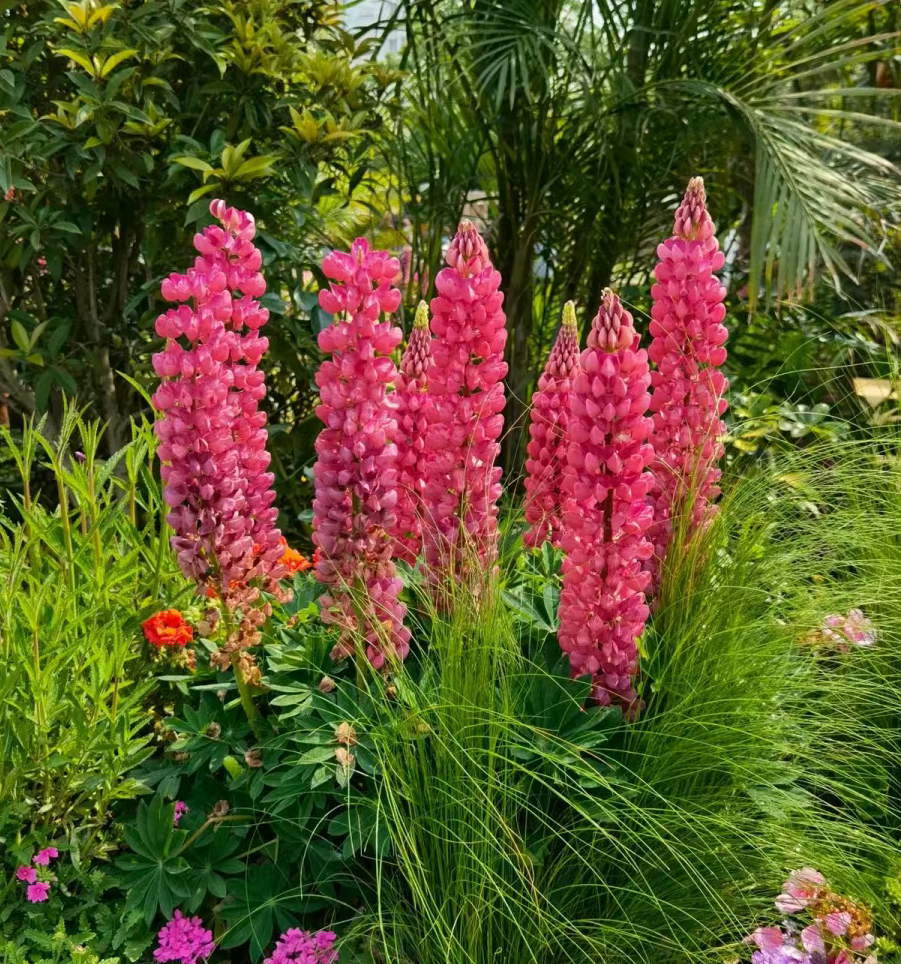 鲁冰花羽扇豆苗多年生耐寒宿根草本花卉庭院花园花境植物72穴苗-图1