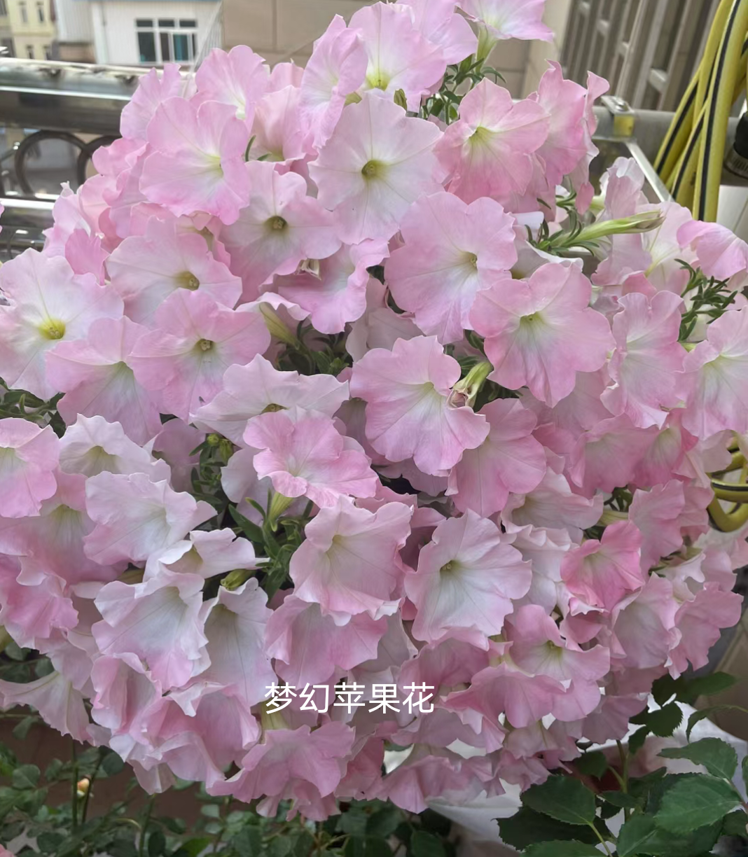 矮牵牛花苗海市蜃楼庭院植物阳台花卉四季开花耐寒新苗72穴盘新苗 - 图2