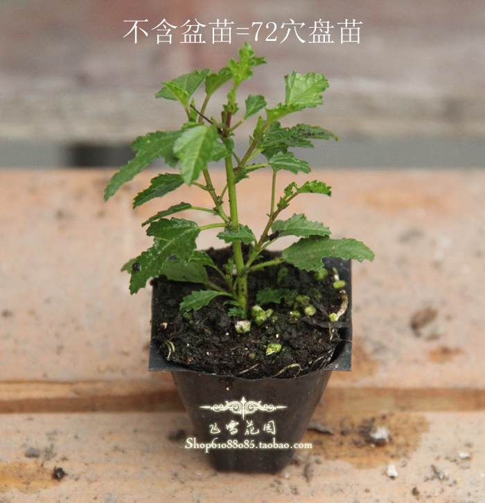 小木槿花苗室外阳台花卉庭院植物盆栽四季开花多年生耐寒耐热观花-图1