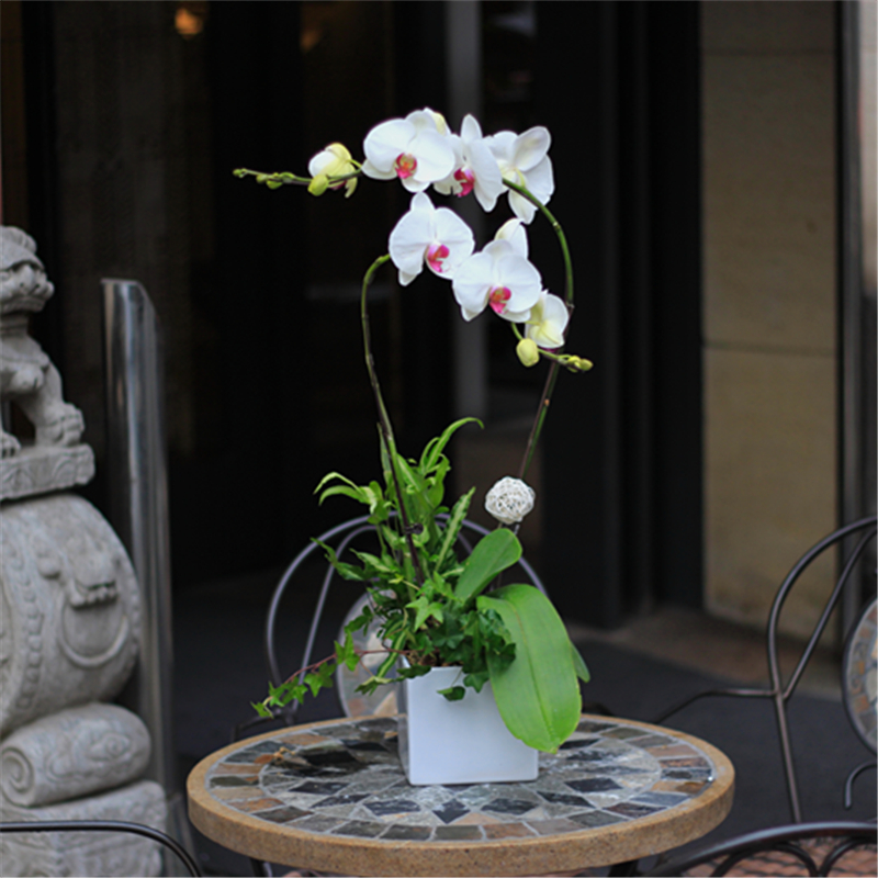 上海同城蝴蝶兰室内盆栽带花特级家居展厅开业升迁生日礼品 - 图1