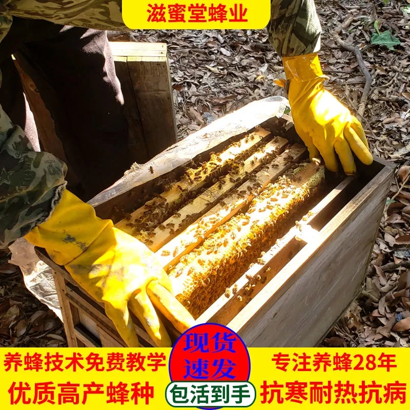 包邮蜜蜂中蜂蜂群中蜂中华蜂养殖带箱带新开产蜂王带子脾蜜蜂活群 - 图2