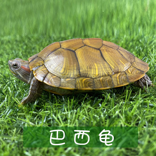 观赏小乌龟活物杂食半水栖家养长寿龟宠物龟苗来招财巴西龟长命龟 - 图2