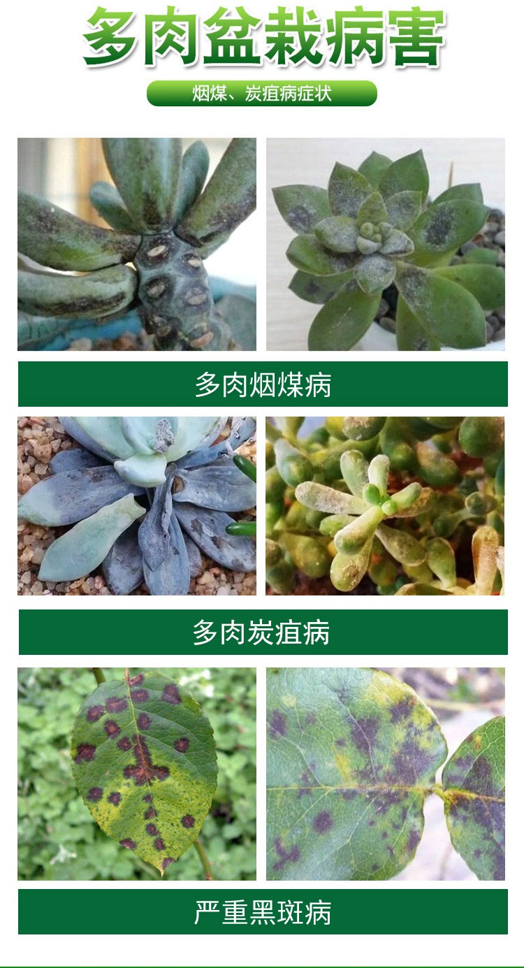 国光多菌灵植物叶斑病月季黑斑病多肉白粉病杀菌剂灭菌灵通用花药 - 图2