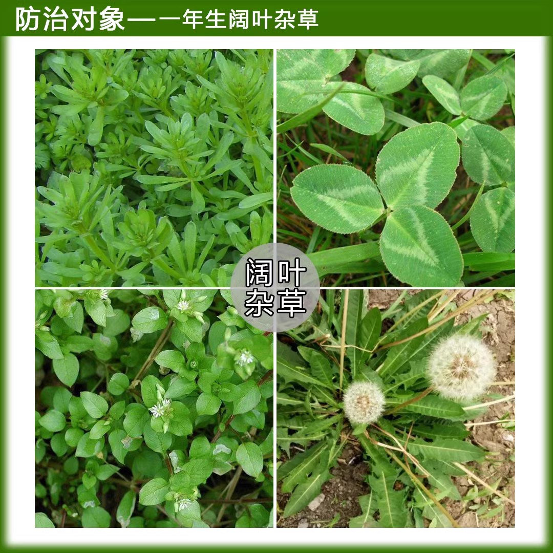 牧草除草剂墨西哥玉米草药甜象草皇竹草巨菌草除草草坪专用除草剂-图1