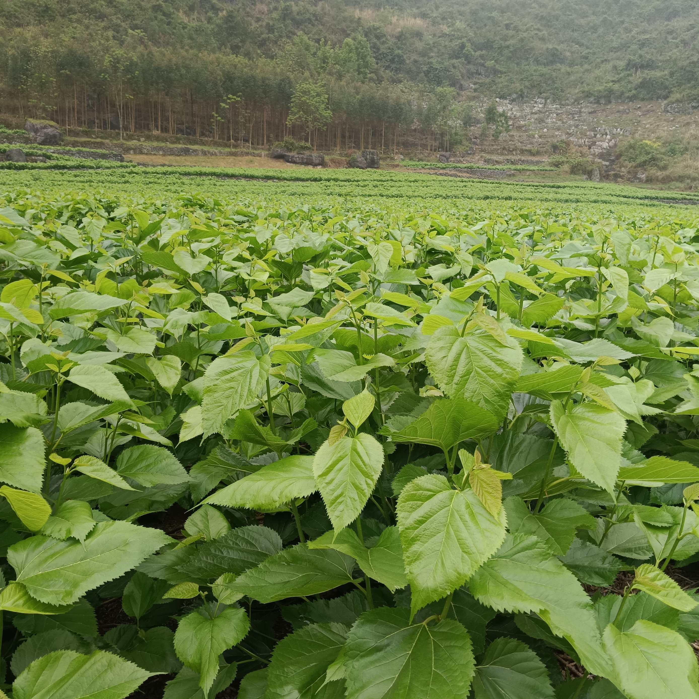 桑叶新鲜蚕宝宝食物蚕卵采摘蚕叶大桑叶嫩桑叶小学科学学生养蚕 - 图2