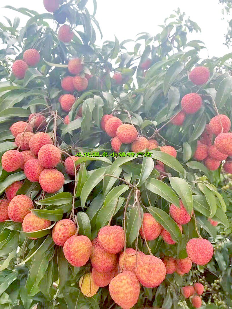 从化荔枝新鲜糯米糍10斤米枝甜广东当季水果特产现摘整箱顺丰包邮