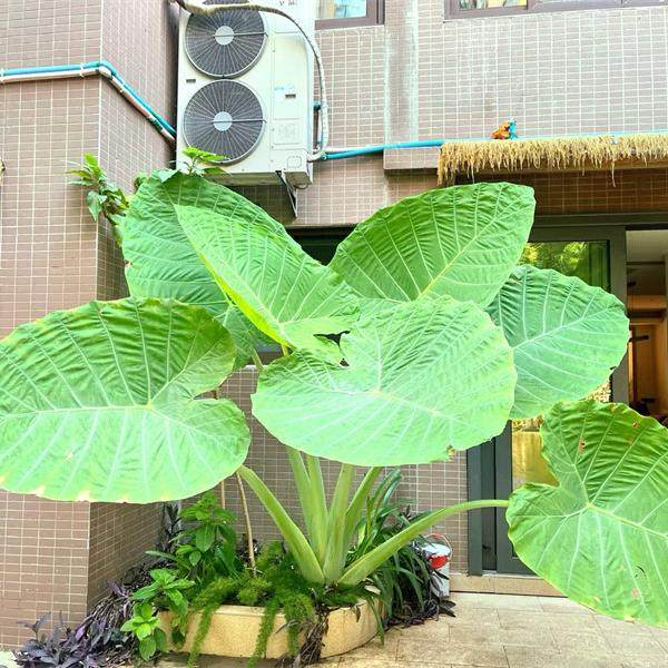 正宗象耳芋巨型大叶野芋盆栽北欧室内阳台好养绿植网红院子可水培,淘宝优惠券,粉丝福利购,淘宝优惠卷