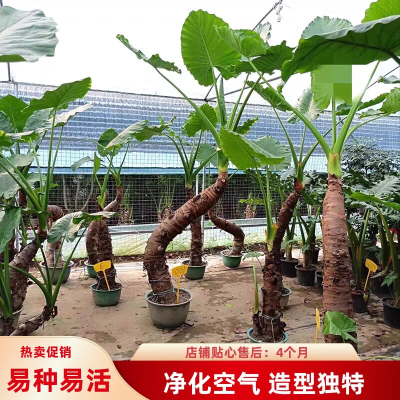 图4
