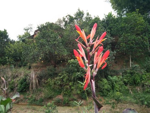 蕉芋绿化紫叶美人蕉花池花卉庭院绿植室外植物观叶带芽多年生蕉藕 - 图1