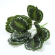 Flower arrangement partition potted plant with 9 green radish leaves plant wall