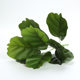 Flower arrangement partition potted plant with 9 green radish leaves plant wall