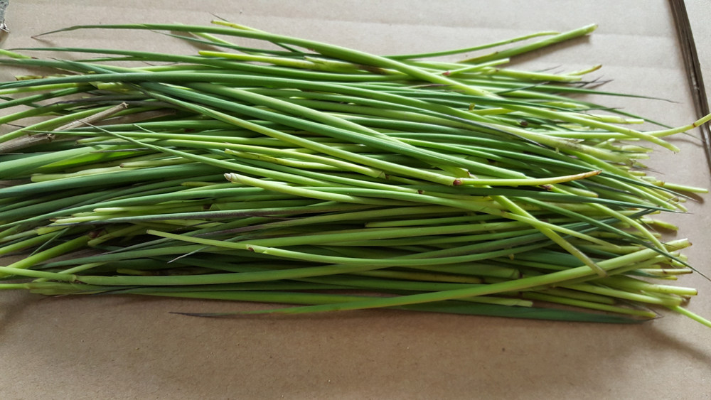 新鲜中药材天然竹针 竹心,竹叶芯