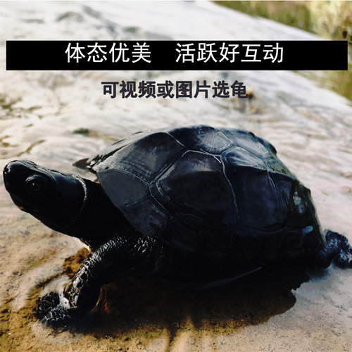 墨龟全黑活体宠物龟中华草龟公品种纯观赏龟不咬人长寿龟正宗墨龟 - 图2