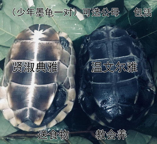 墨龟全黑活体宠物龟中华草龟公品种纯观赏龟不咬人长寿龟正宗墨龟 - 图0