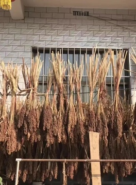 天然高粱穗干花丰收节田园真实农作物农家乐装饰真花插花拍摄道具