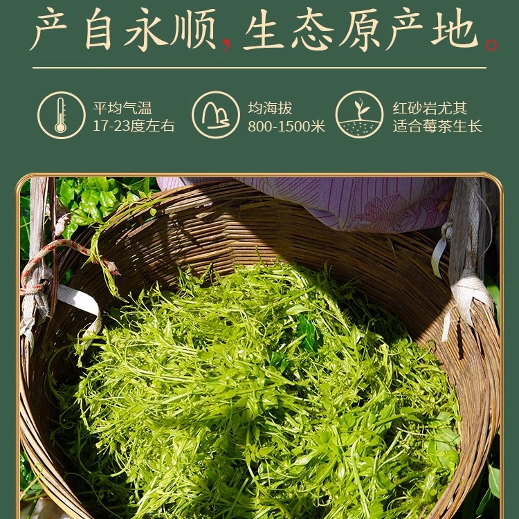 永顺莓茶湘西土家茶特产龙须正宗野生嫩芽尖茶河坝溪礼盒装张家界-图0