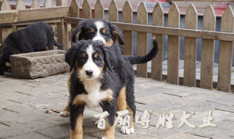 伯恩山犬幼犬纯种大型看护犬聪明温顺小朋友的伴侣犬带血统证-图0