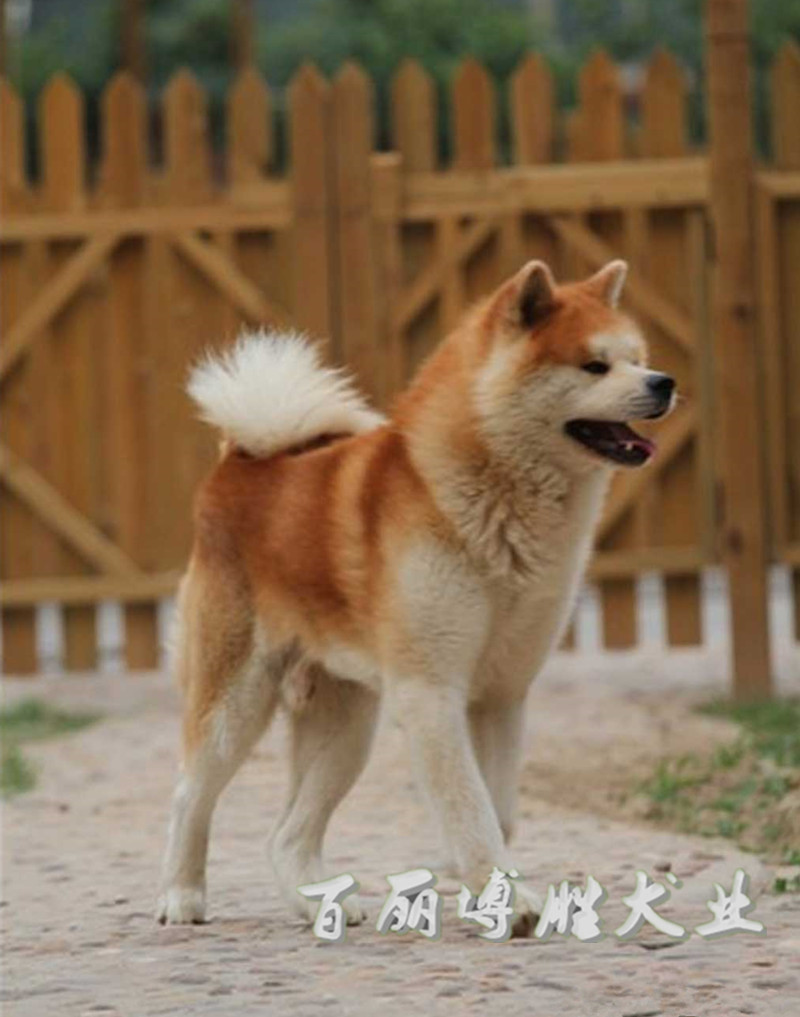 纯种秋田犬幼犬宠物狗狗活体犬舍直销大型护卫犬有血统带证-图2