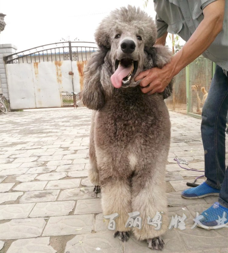 灰巨贵活体巨型贵宾犬幼犬宠物狗狗纯种大型不掉毛巨型泰迪签协议-图1