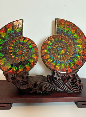 天然加拿大斑彩石碎片拼马达加斯加螺摆件一对 送礼 乔迁 家居