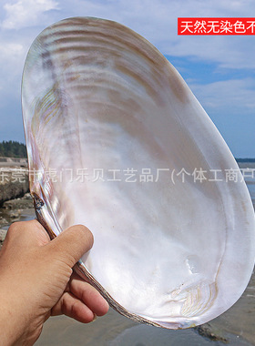 天然海螺贝壳超大光泽珍珠贝蚌单壳地中海家居创意收藏摆件
