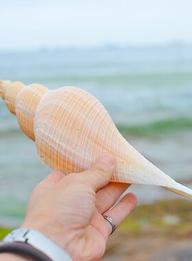 天然海螺长香螺鱼缸橱窗摆件