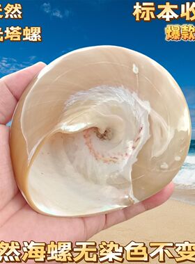 天然海螺贝壳大珍珠塔螺荧光螺白色海螺家居收藏摆件鱼缸造景装饰
