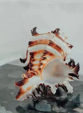 自然海螺贝壳黑千手螺寄居蟹替换壳收藏标本鱼缸造景家居装饰diy