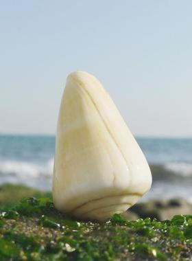 天然黄芋螺海螺贝壳黄玉米螺标本螺水族鱼缸造景家居装饰婚庆道具