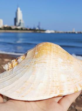 特大佛耳螺 天然超大海螺贝壳 大耳螺居家装饰品多肉花盆家居摆件