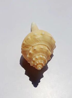 天然贝壳海螺黄色长香螺火炬长旋螺黄号螺鱼缸造景摄影道收藏标本