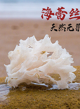 海蕾丝收藏道具摆件鱼缸海洋风格
