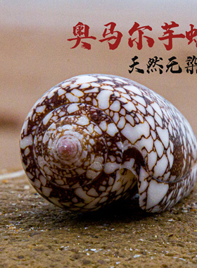 天然海螺贝壳奥马尔芋头螺蛇皮螺