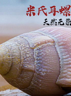 天然海螺贝壳橱窗摆件家居