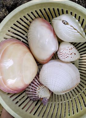 天然贝壳粉蛤 鱼缸造景创意礼物幼儿园手工diy材料装饰摆件