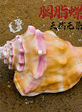 天然海螺贝壳胭脂螺玫瑰螺