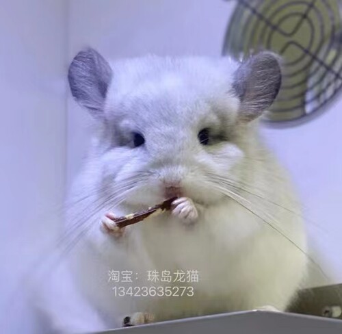 广州珠岛龙猫店 米色标灰 银斑 粉白 紫灰  米色进口长毛短毛龙猫 - 图2