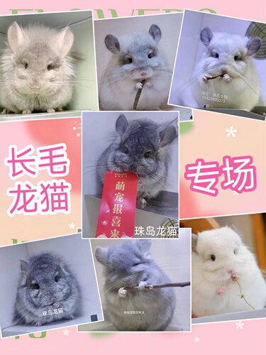 广州珠岛龙猫店 米色标灰 银斑 粉白 紫灰  米色进口长毛短毛龙猫 - 图0