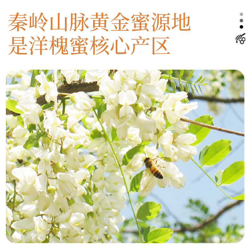 森蜂园槐花蜂蜜 秦岭森林洋槐花蜜 家用蜂蜜冲饮大瓶挤压瓶300g