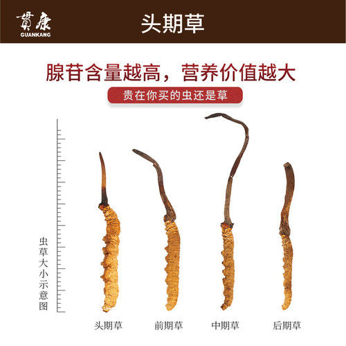 贯康冬虫夏草正品西藏那曲精选虫草3-3.5根1克头期干虫草50克礼盒 - 图1