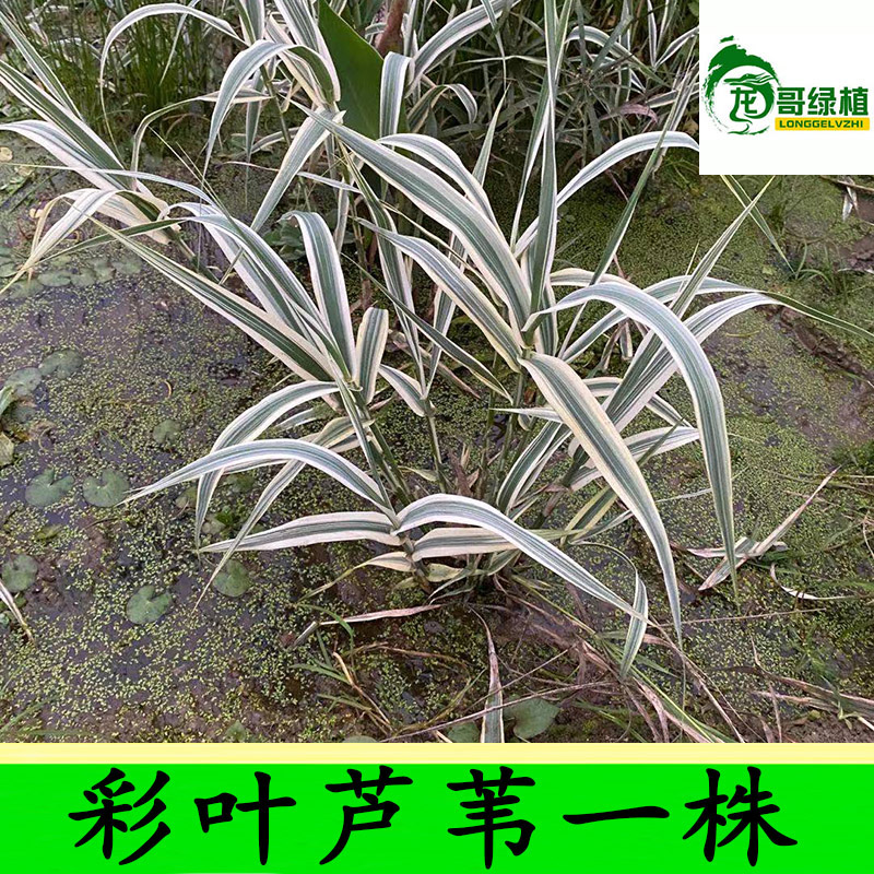 龙哥绿植 水菖蒲 紫芋 狐尾藻水草 水竹 旱伞草 浮萍水生挺水植物 - 图2