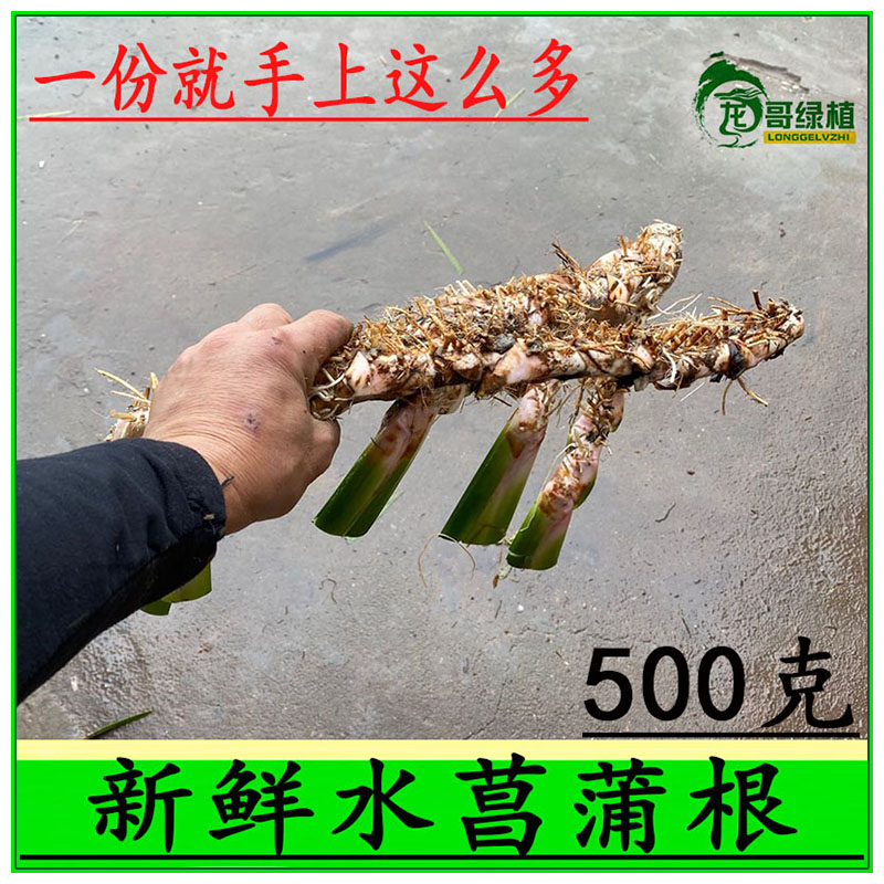 新鲜水菖蒲根中药 臭蒲根 菖蒲龙根500克 中药材 - 图2