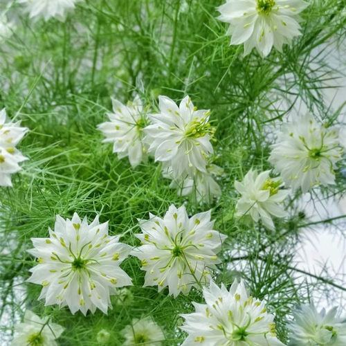 黑种草穴盘苗阳台庭院花园组合盆栽植物高杆切花耐寒耐热满18包邮 - 图0