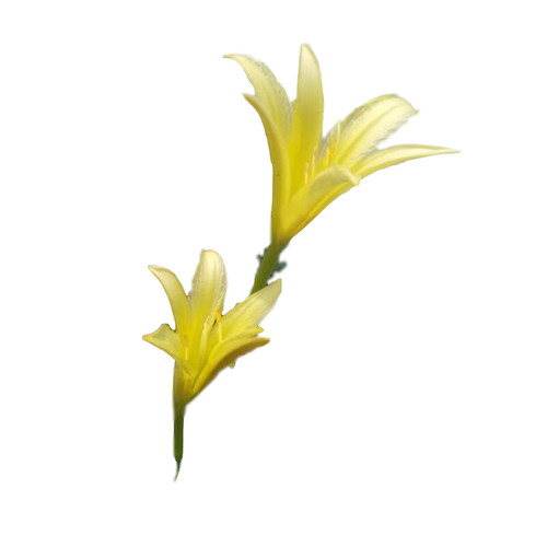 湖南祁东食用黄花菜种苗金针菜忘忧草大苗根庭院花卉坡道绿化盆栽 - 图3